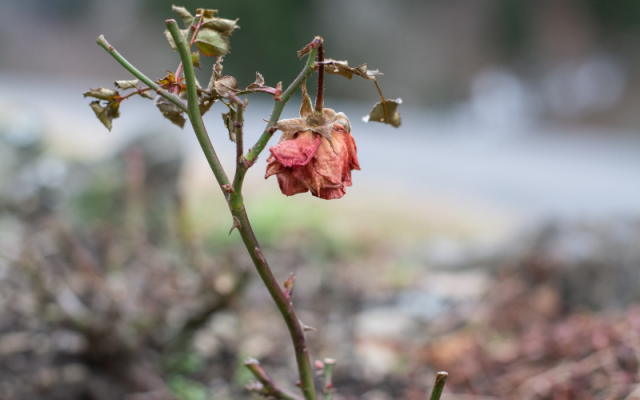 flor